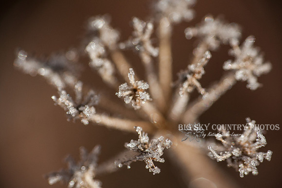 frost covered wild flowers and foliage
