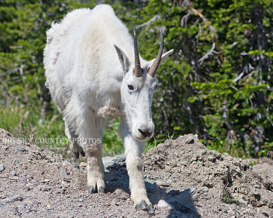 nanny mountain goat
