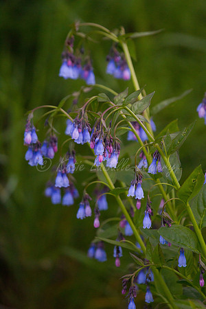 Bluebells