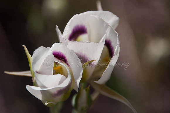 Twin Elegance
