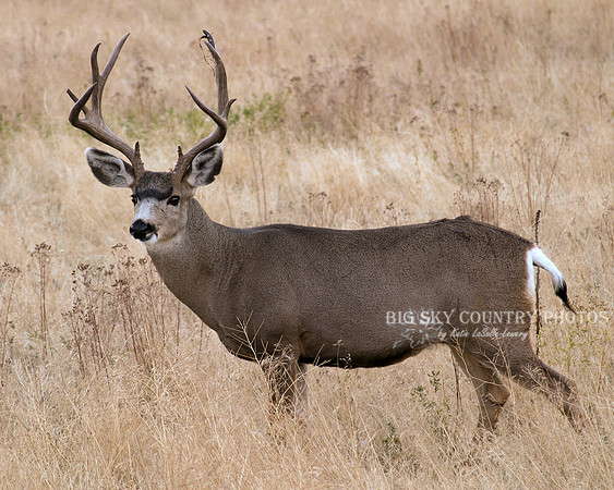 Mule Deer Buck