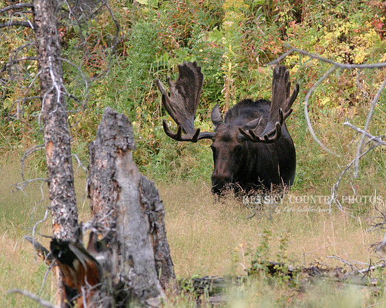 a large bull moose with mature antlers in velvet surrounded by mature grass and leaves