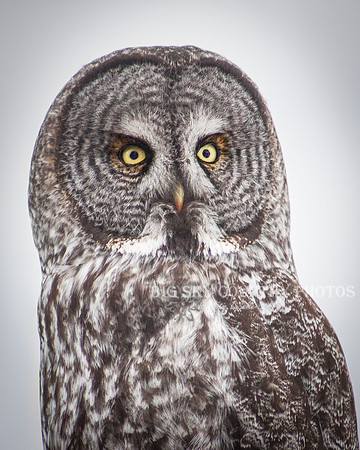 Great Gray Owl Portrait