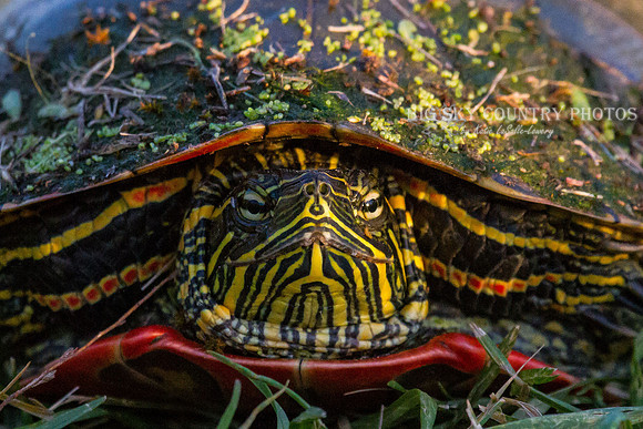 painted turtle showing off in evening light