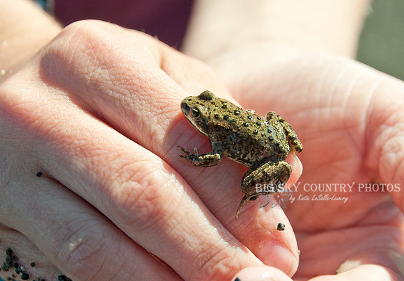 tiny frog found in Yellowstone Lake on child's hand