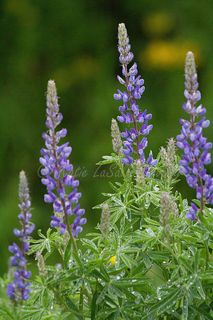 Tall Lupine 3