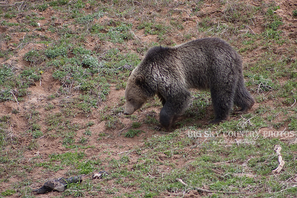 grizzly bear walking