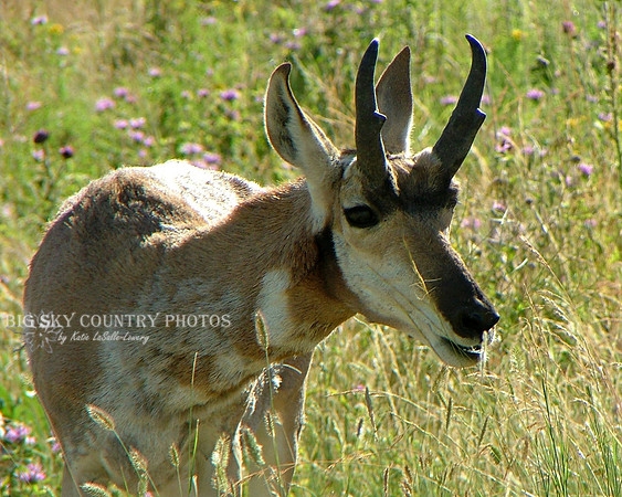 pronghorn antelope buck surrounded my musk thistle