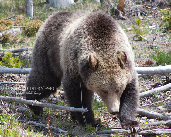 silvertip grizzly bear