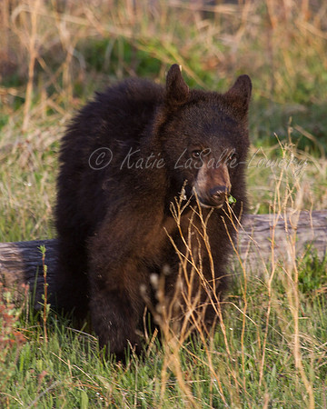Elk Creek Black Bear Family 7