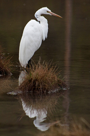 great egret