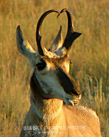 pronghorn antelope buck panting in summer heat