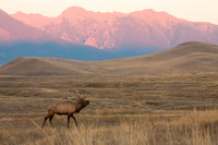 Mission Mountain Wapiti -2