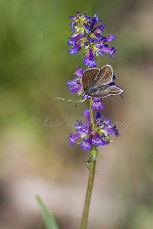 Arctic Blue on Small-flowered Penstemon 2
