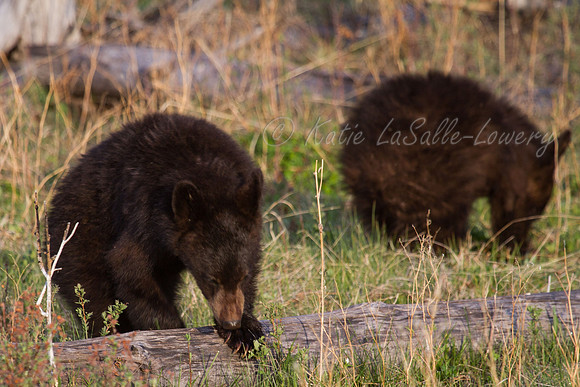 Elk Creek Black Bear Family 6