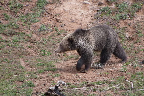 grizzly bear walking