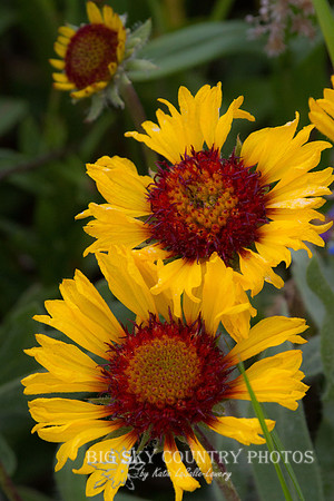 Blanket Flower Crop