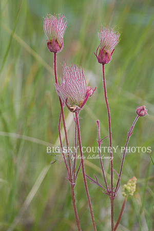 Prairie Smoke - Flowers & Buds