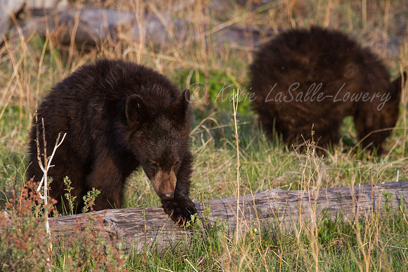 Elk Creek Black Bear Family 5
