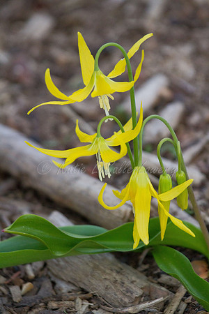 Glacier Lily Bouquet