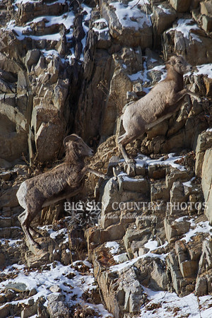 Bonner Bighorn Herd December 2014 -4