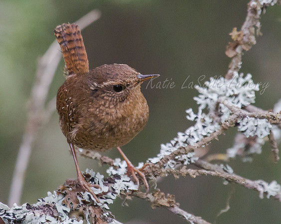 Pacific Wren 8