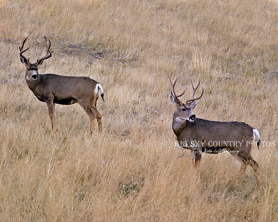 a pair of mule deer bucks in almost mirror image poses