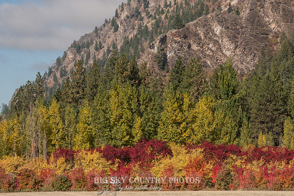 Autumn Color - Plains Montana -2