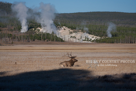 A bull elk takes a rare period of rest during the rut period. There were no cows near him. He is in a meadow with steam rising from hydrothermal features behind him.