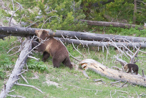 mother grizzly bear and her cub