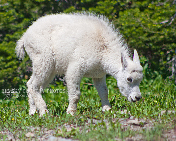 mountain goat kid