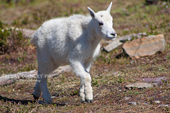 mountain goat kid