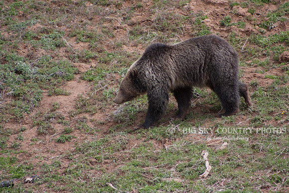 grizzly bear walking