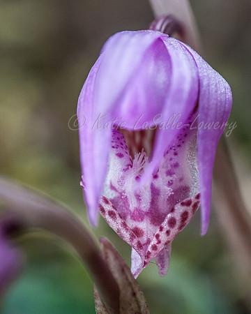 Calypso Orchid 2