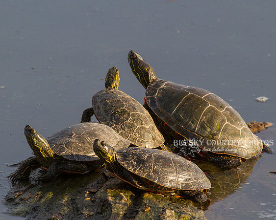 Turtle Herd