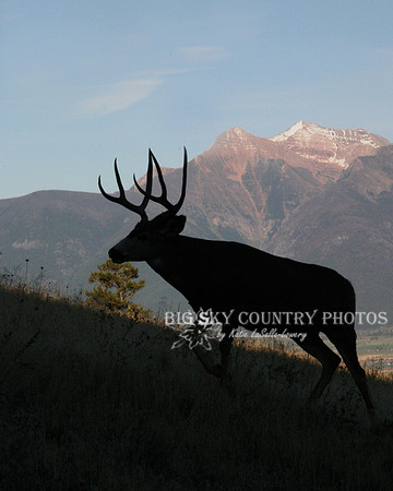 McDonald Peak Buck Silhouette