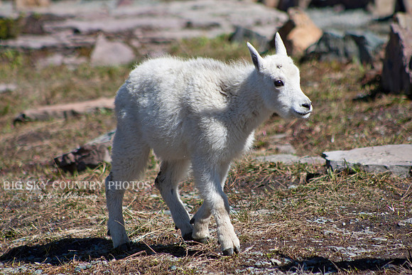 mountain goat kid
