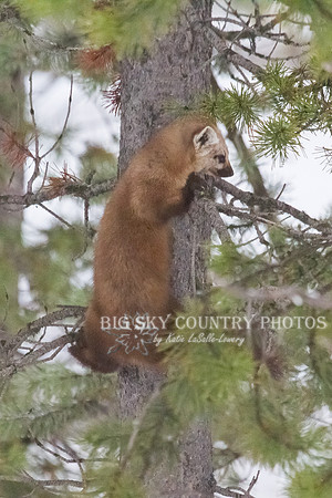 Lucky Strike - Pine Marten 5