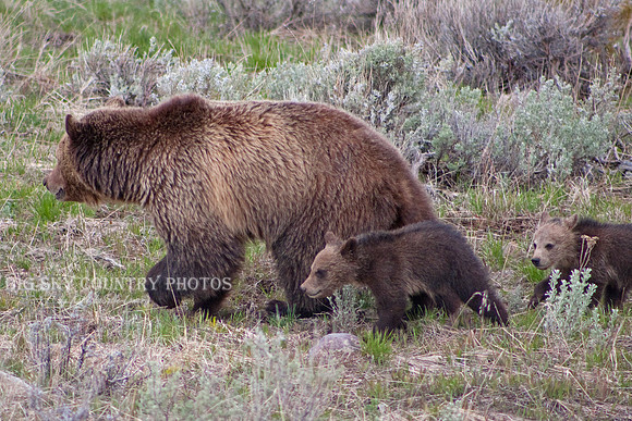 pair of grizzly bear cubs close on their mother's heels