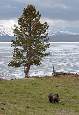 grizzly bear eating grass at Steamboat Point - Yellowstone National Park