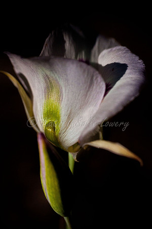 Mariposa Elegance