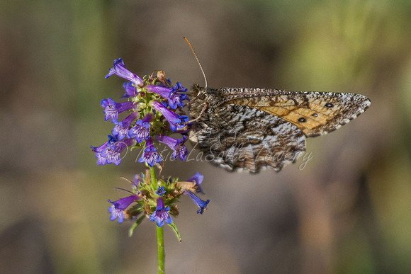 Chryxus Arctic Butterfly on Small-flowered Penstemon 1