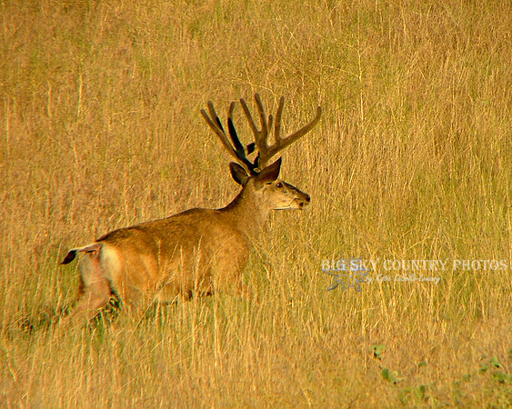 a mule deer buck with antlers in velvet in golden sunset light and gold late summer grass