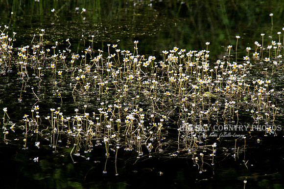 White Water Buttercup
