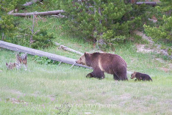 A grizzly bear cub mimics her mother's steps