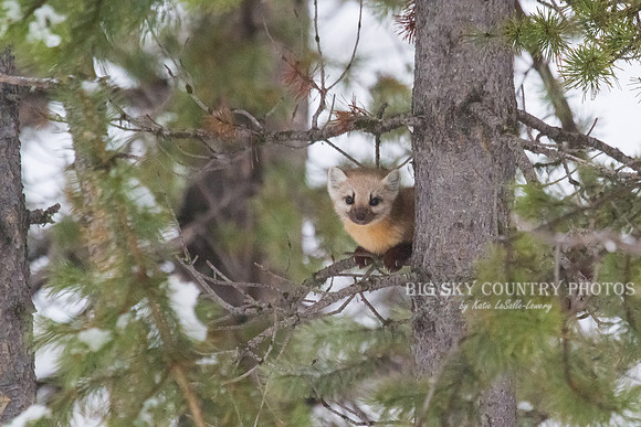 pine marten in a tree