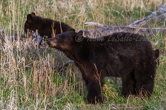 Elk Creek Black Bear Family 12