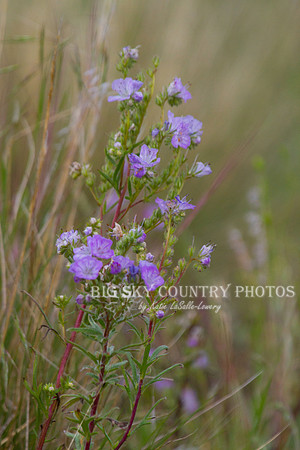 Threadleaf Phacelia