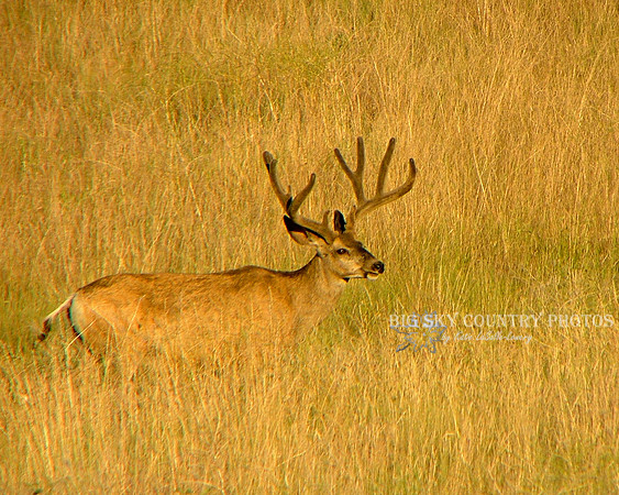 a mule deer buck with antlers in velvet in golden sunset light and gold late summer grass