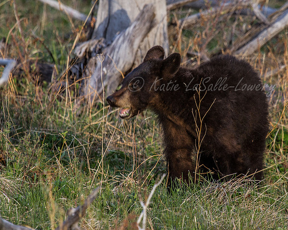 Elk Creek Black Bear Family 4